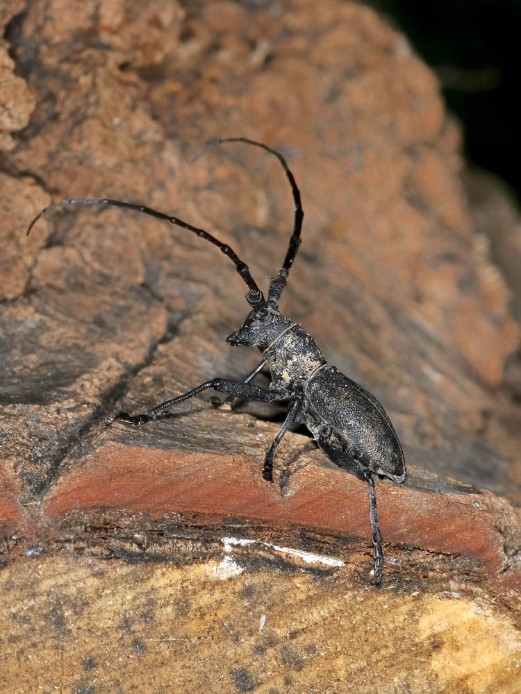 Morimus asper (con antenne esagerate)